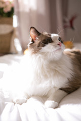 ragdoll on the bed