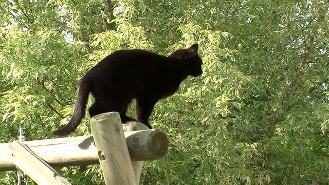 Unsere schwarze Katze "Puma" springt hoch in die L&uuml;fte