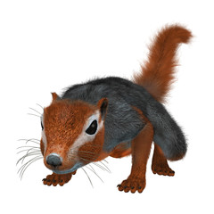 Obraz premium 3D Rendering Red Bush Squirrel on White
