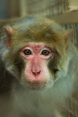 Rhesus Macaque . monkey