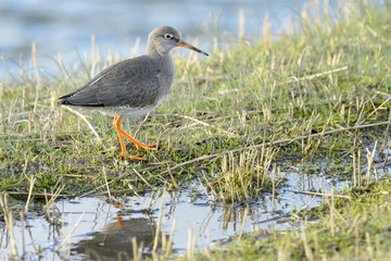 Redshank (Tringa totanus), walking in grass, Texel, The Netherlands