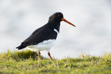Eurasian Oystercatcher (Haematopus ostralegus) in a field at riverbank, Texel, The Netherlands.