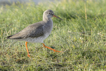 Redshank (Tringa totanus), walking in grass, Texel, The Netherlands