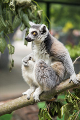 Fototapeta premium Lemur