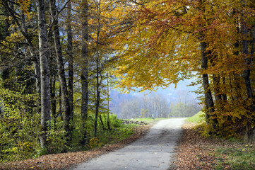 Small mountain road with autumn forest and colorfull leaves in the French alps.