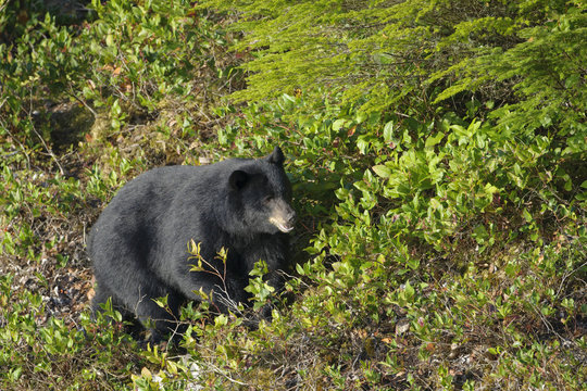 American black bear (Ursus americanus) walking through shrubs, Knight inlet, British Columbia, Canada.