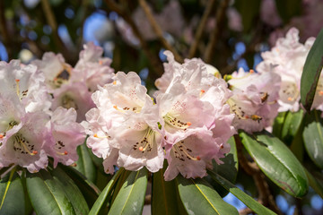 Rhododendron aganniphum flowers in full bloom in spring