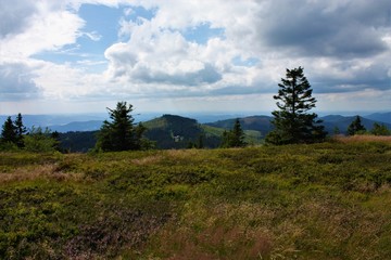 bayerischer wald