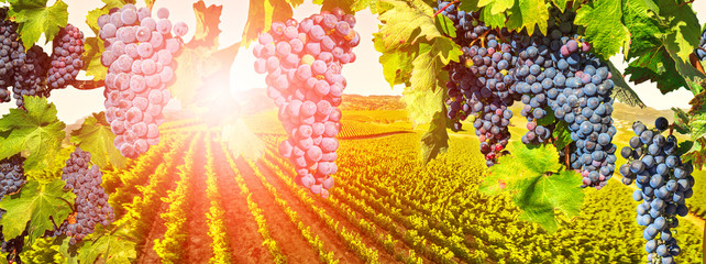 Branch of grapes ready for harvest. Picturesque aerial view of vineyard at sunset in Napa Valley, San Francisco Bay, California. Red grapes hanging in vineyard. Seasonal background.