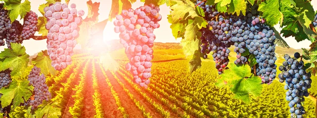 Meubelstickers Tak van druiven klaar voor de oogst. Schilderachtige luchtfoto van wijngaard bij zonsondergang in Napa Valley, San Francisco Bay, Californië. Rode druiven die in wijngaard hangen. Seizoensgebonden achtergrond. © bennymarty