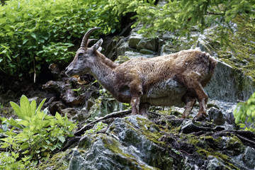 Ibex I
