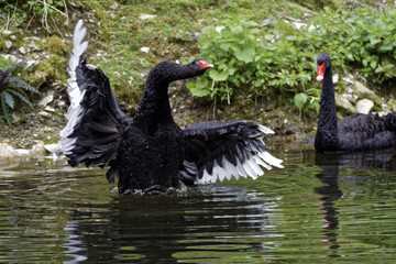 Black Swan