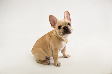 French Bulldog on the white background
