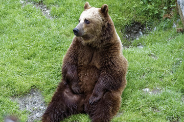 Obraz premium Sitting Bear