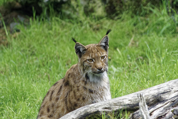The Lynx