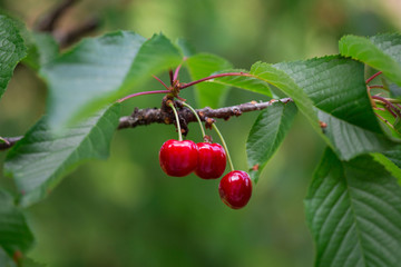 Cerises