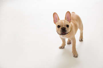 French Bulldog on the white background