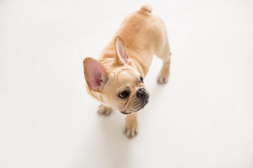 French Bulldog on the white background