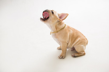 French Bulldog on the white background