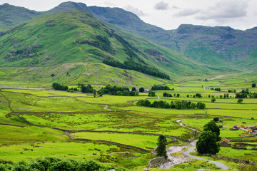 Stunning rural green landscapes in Lake District National Park, England, stone wall, cows, mountains on the background, selective focus
