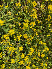 Small yellow flowers.