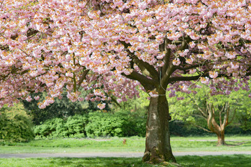 Fototapeta na wymiar Kwitnące drzewo wiosną w ogrodzie