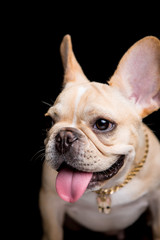 French Bulldog on the black background