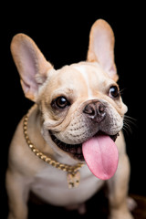 Fototapeta premium French Bulldog on the black background
