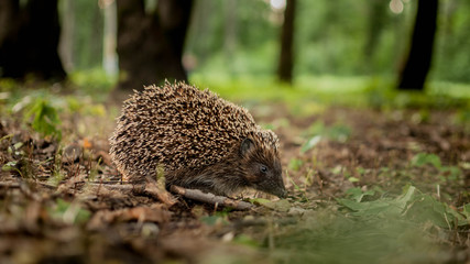 Hedgehog, Ёж, Ёжик.