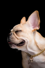 French Bulldog on the black background