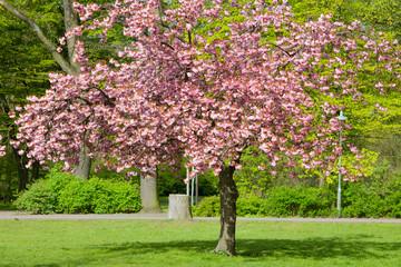 Kwitnące drzewo wiosną w parku - obrazy, fototapety, plakaty
