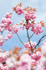 Kwitnące drzewo wiosną w ogrodzie - obrazy, fototapety, plakaty