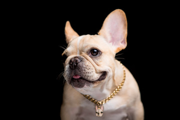 Fototapeta premium French Bulldog on the black background