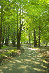 公園　道