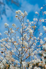 Kwitnące drzewo wiosną w ogrodzie na niebieskim tle