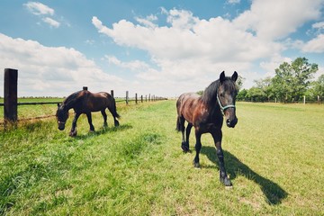 Two horses on the pasture