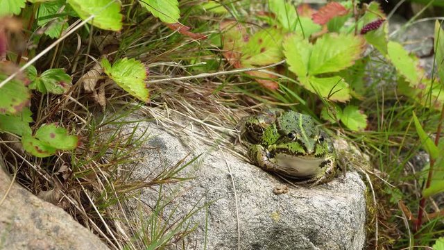Green frog sitting on a rock surrounded by vegetation