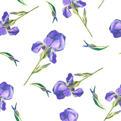 Obraz na płótnie Canvas Iris pattern. Lilac flower on a white background. Drawing soft pastel