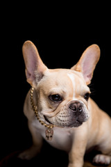 French Bulldog on the black background