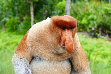 Beautiful monkey nasach Nasalis larvatus against a background of tropical island jungle.