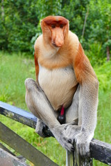 Beautiful monkey Nasalis larvatus against a background of tropical island jungle