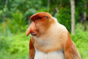 Beautiful monkey nasach Nasalis larvatus against a background of tropical island jungle.