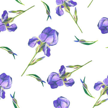 Iris pattern.  Lilac flower on a white background. Drawing soft pastel