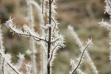 Frost on small branches