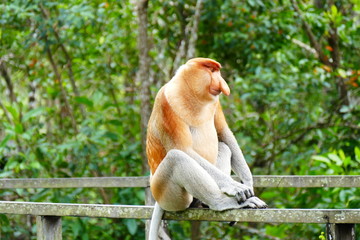 Beautiful monkey Nasalis larvatus against a background of tropical island jungle