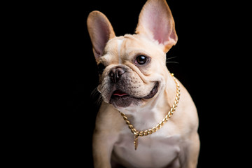 French Bulldog on the black background