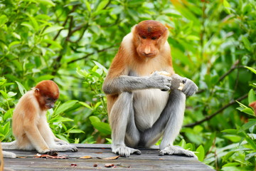 Beautiful monkey Nasalis larvatus against a background of tropical island jungle