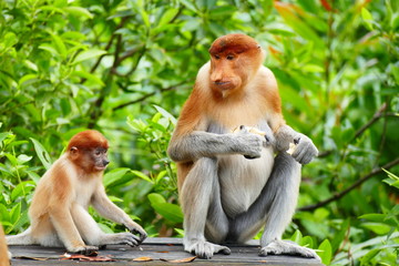 Naklejka premium Beautiful monkey Nasalis larvatus against a background of tropical island jungle