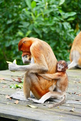 Beautiful monkey Nasalis larvatus against a background of tropical island jungle