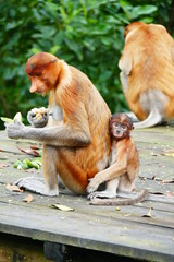 Beautiful monkey Nasalis larvatus against a background of tropical island jungle